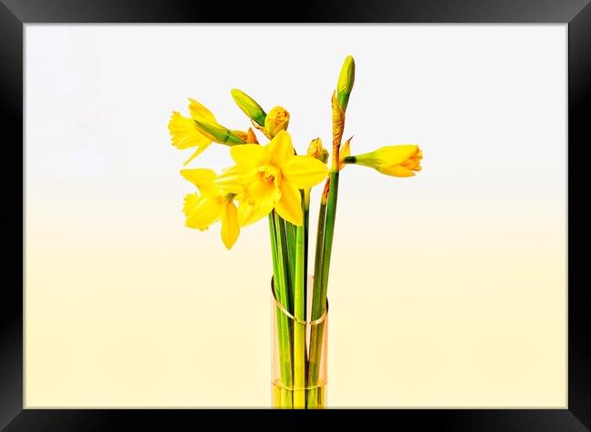 Daffodils Framed Print by Victor Burnside