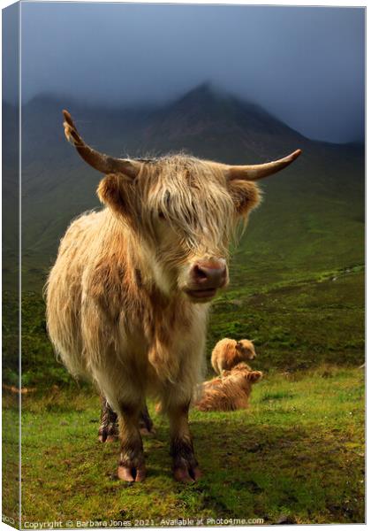 Highland Cow and Red Cuillin Skye Scotland Canvas Print by Barbara Jones