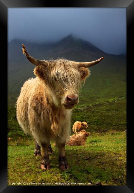 Highland Cow and Red Cuillin Skye Scotland Framed Print by Barbara Jones