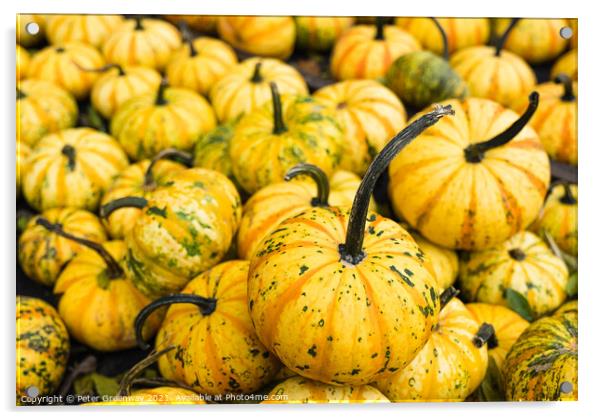 Pile Of Yellow Pumpkins At Waldens Pumpkin Farm Acrylic by Peter Greenway