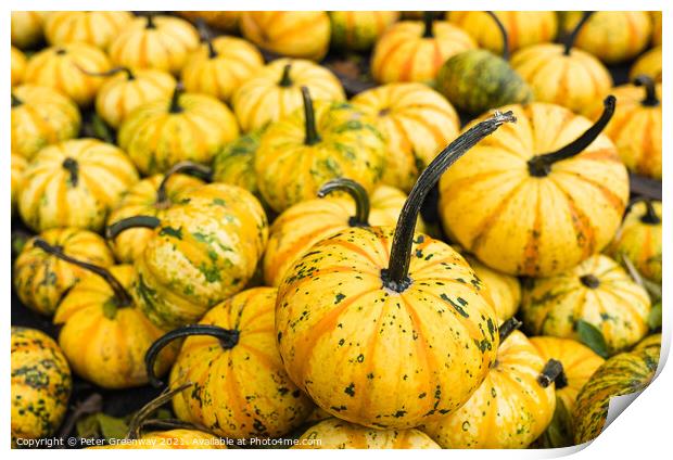 Pile Of Yellow Pumpkins At Waldens Pumpkin Farm Print by Peter Greenway