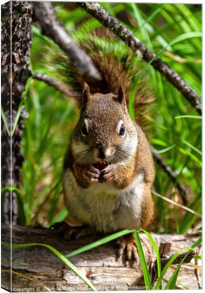 Squirrel Eating A Nut Canvas Print by Steve de Roeck