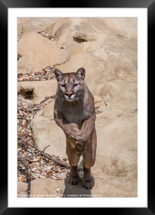 Mountain Lion Leaping From A Rock Framed Mounted Print by Steve de Roeck