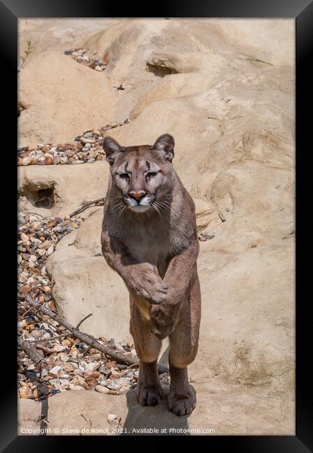 Mountain Lion Leaping From A Rock Framed Print by Steve de Roeck