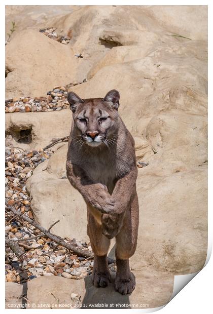 Mountain Lion Leaping From A Rock Print by Steve de Roeck