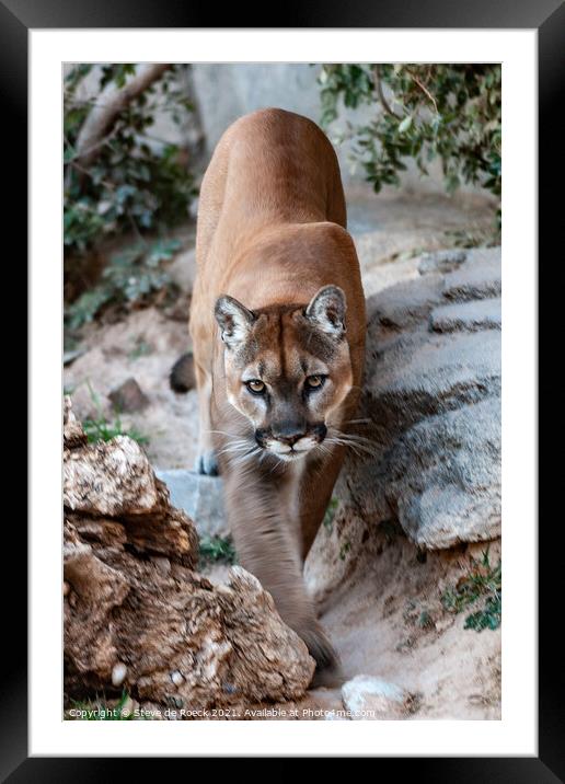 Mountain Lion In Search Of Prey Framed Mounted Print by Steve de Roeck