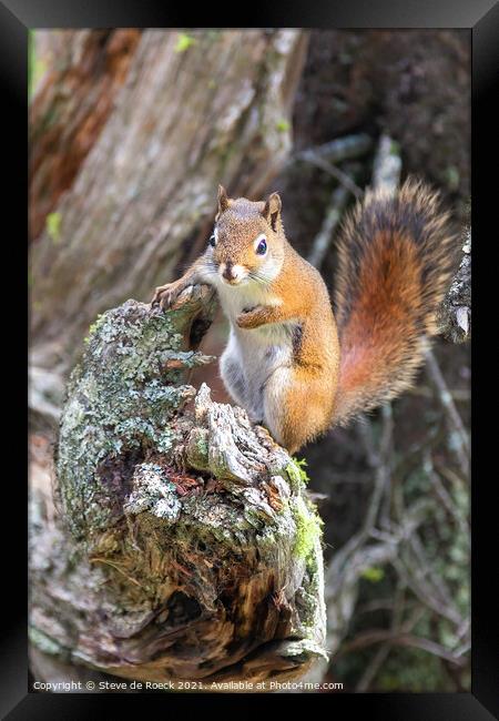 A bushy tailed squirrel standing on a log Framed Print by Steve de Roeck
