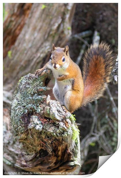 A bushy tailed squirrel standing on a log Print by Steve de Roeck