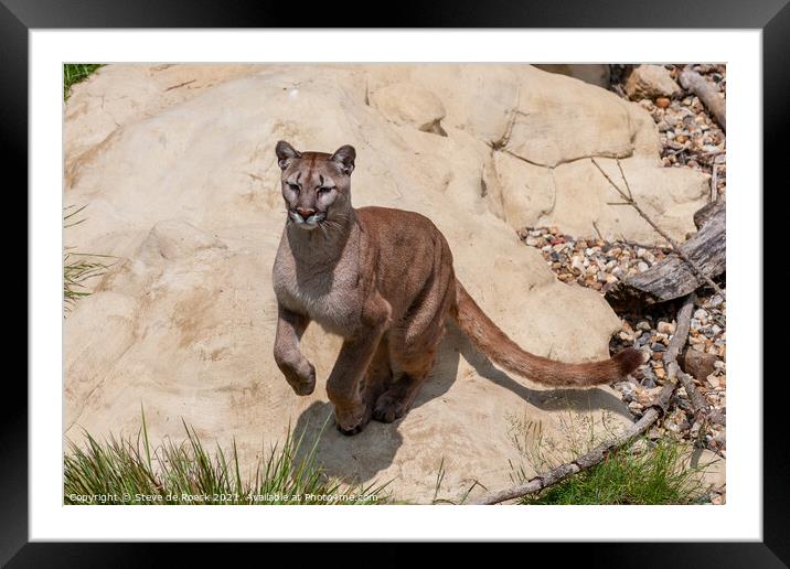 Mountain Lion Leaping Framed Mounted Print by Steve de Roeck