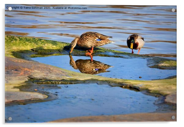 Two Mallards With Reflection Acrylic by Taina Sohlman