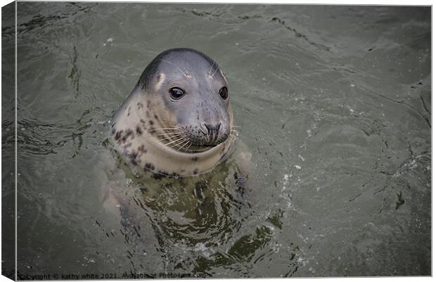Cornish seal swiming free,Cornish seals , Canvas Print by kathy white