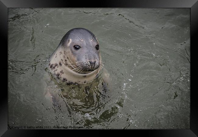 Cornish seal swiming free,Cornish seals , Framed Print by kathy white