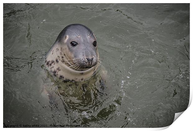 Cornish seal swiming free,Cornish seals , Print by kathy white