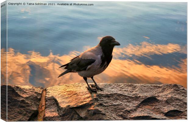 Hooded Crow on Seafront Embankment Canvas Print by Taina Sohlman
