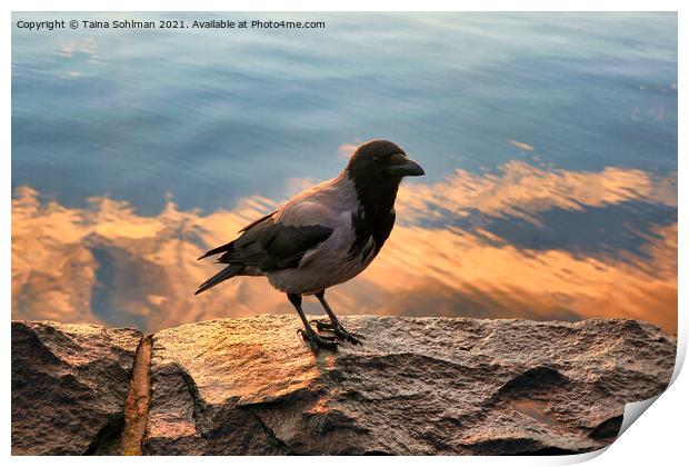 Hooded Crow on Seafront Embankment Print by Taina Sohlman