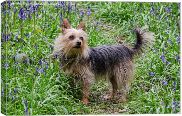 Yorkshire Terrier Dog ,a bluebell field Canvas Print by kathy white