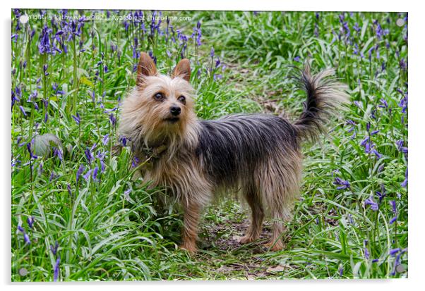 Yorkshire Terrier Dog ,a bluebell field Acrylic by kathy white