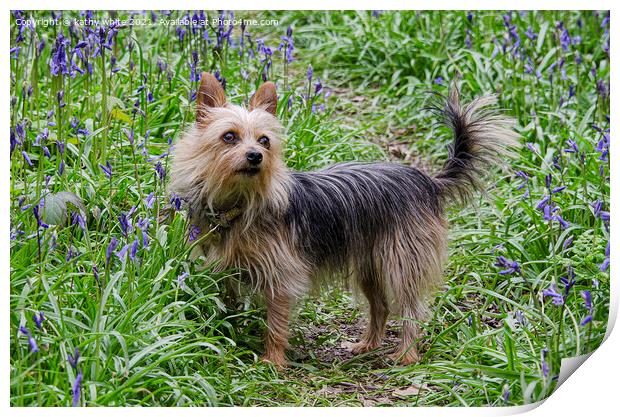 Yorkshire Terrier Dog ,a bluebell field Print by kathy white