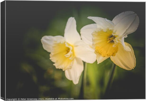 Spring Daffodils In The Grounds Of Waterperry Gardens Canvas Print by Peter Greenway