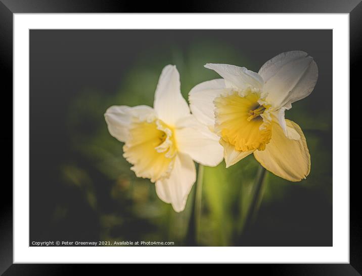 Spring Daffodils In The Grounds Of Waterperry Gardens Framed Mounted Print by Peter Greenway