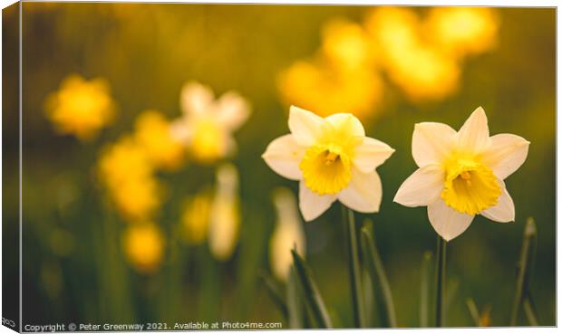 Early Spring Daffodils At Waddesdon Manor, Buckinghamshire Canvas Print by Peter Greenway