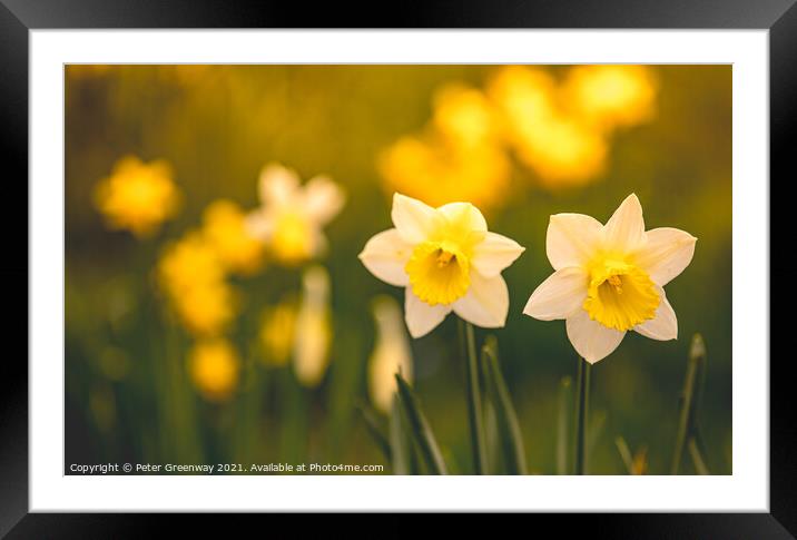 Early Spring Daffodils At Waddesdon Manor, Buckinghamshire Framed Mounted Print by Peter Greenway