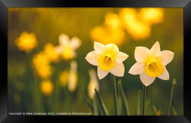 Early Spring Daffodils At Waddesdon Manor, Buckinghamshire Framed Print by Peter Greenway