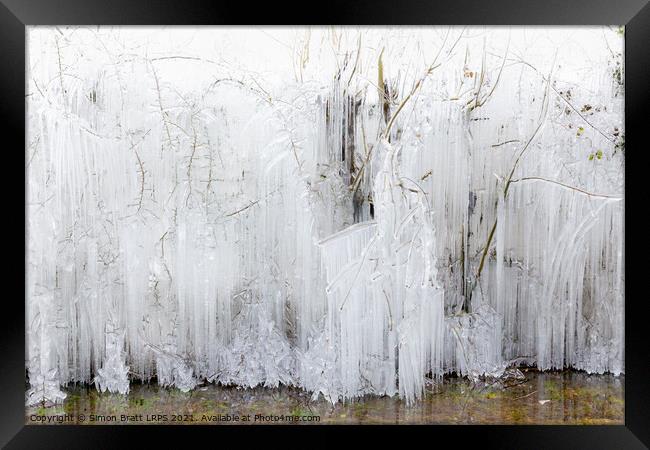 Frozen icicles covering large trees in Norfolk Framed Print by Simon Bratt LRPS