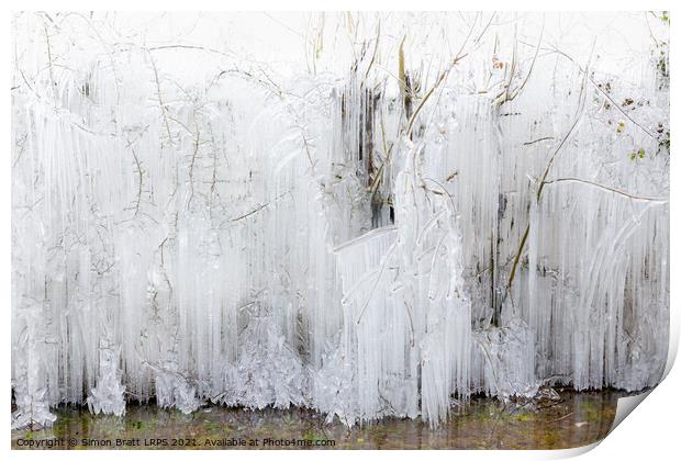Frozen icicles covering large trees in Norfolk Print by Simon Bratt LRPS