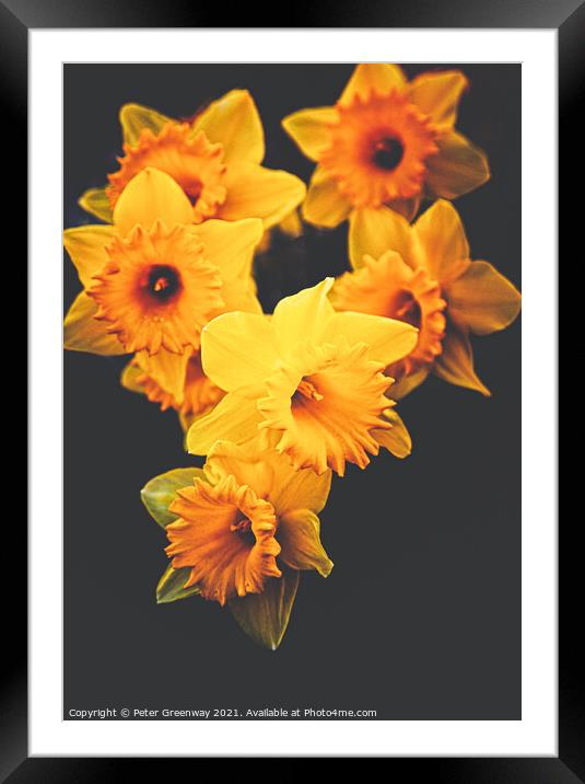 Roadside Spring Daffodils Framed Mounted Print by Peter Greenway