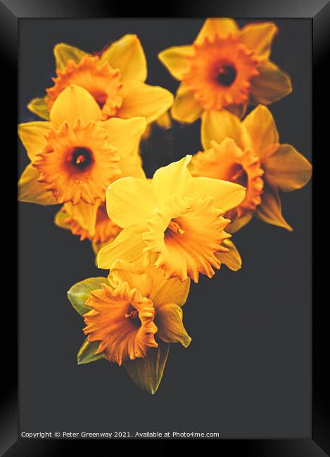 Roadside Spring Daffodils Framed Print by Peter Greenway