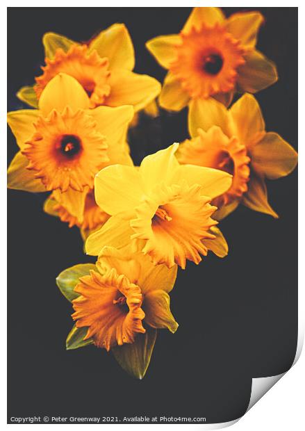 Roadside Spring Daffodils Print by Peter Greenway