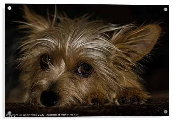 Adorable Yorkshire Terrier Acrylic by kathy white