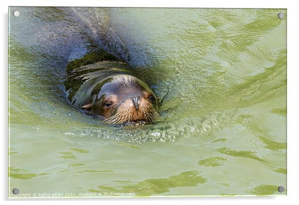 Cornish seal swiming free,Cornish seals Acrylic by kathy white
