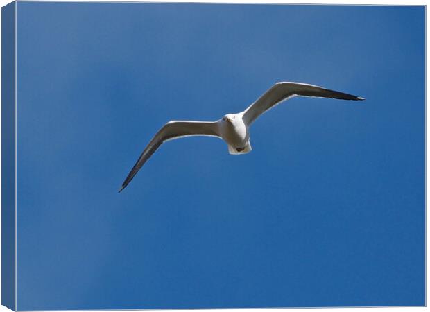 Gull flying in blue sky Canvas Print by mark humpage