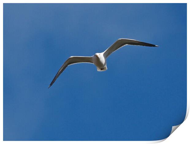 Gull flying in blue sky Print by mark humpage