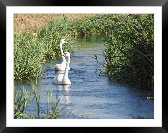 Swans swimming in river, Norfolk Framed Mounted Print by mark humpage