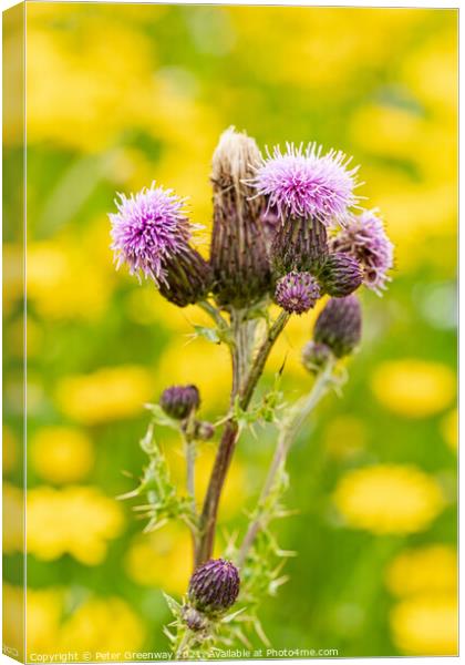 Scottish Thistle Against A Sea Of Dandelions Canvas Print by Peter Greenway