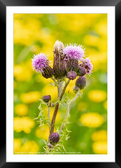 Scottish Thistle Against A Sea Of Dandelions Framed Mounted Print by Peter Greenway