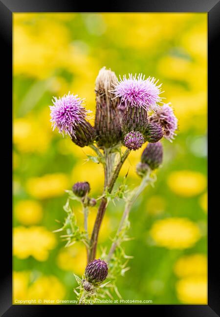 Scottish Thistle Against A Sea Of Dandelions Framed Print by Peter Greenway