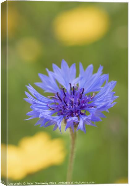 Centaurea Cyanus ( Bachelors Button ) In The Meado Canvas Print by Peter Greenway