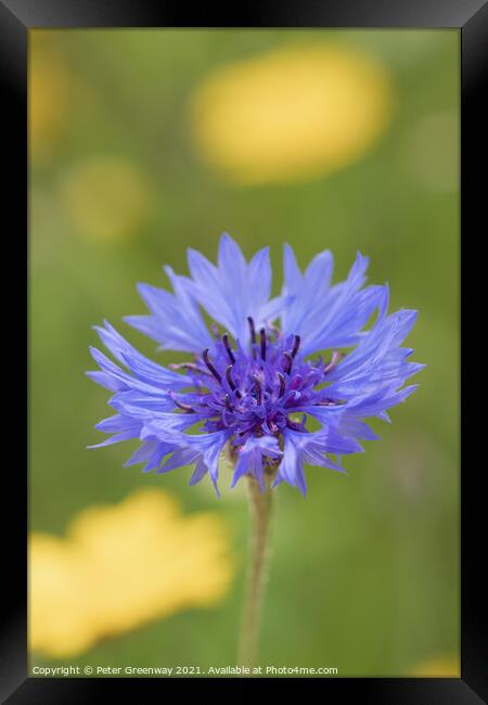 Centaurea Cyanus ( Bachelors Button ) In The Meado Framed Print by Peter Greenway