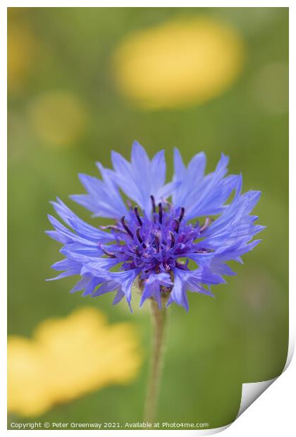 Centaurea Cyanus ( Bachelors Button ) In The Meado Print by Peter Greenway