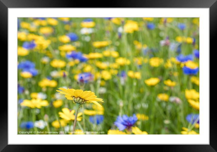 Field Of English Meadow Flowers In The Cotswolds Framed Mounted Print by Peter Greenway