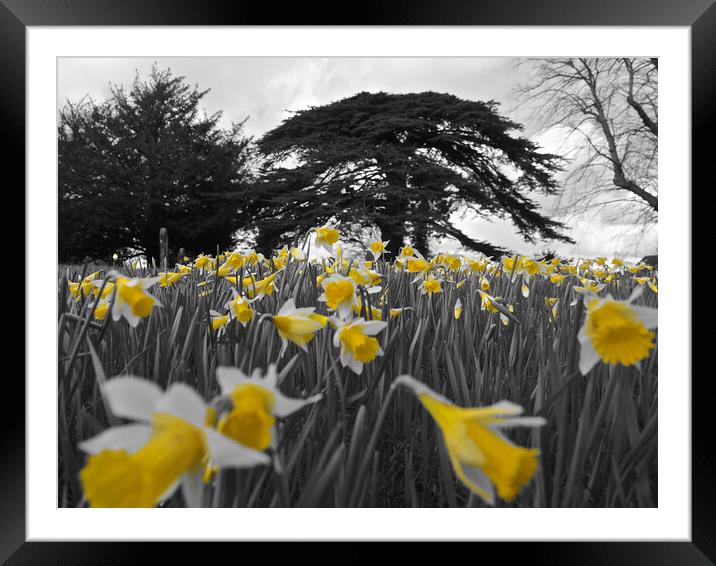 Daffodils in spring Framed Mounted Print by mark humpage