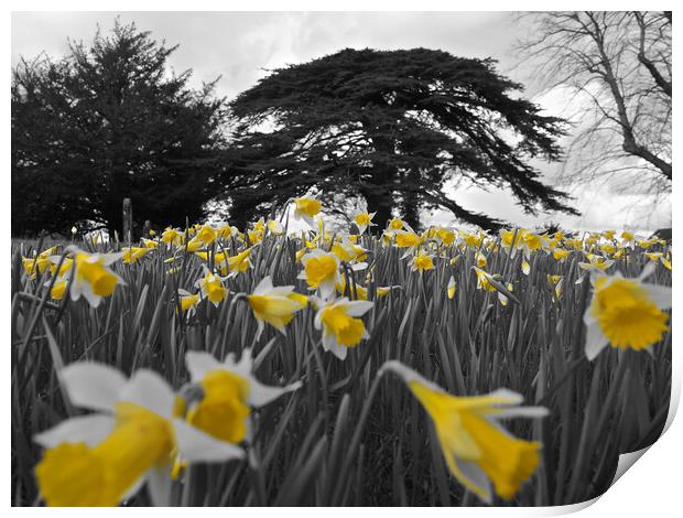 Daffodils in spring Print by mark humpage