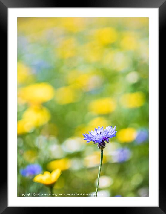 Centaurea Cyanus ( Bachelors Button ) In The Meado Framed Mounted Print by Peter Greenway