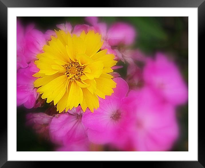 Gold with Pink Flowers highlighted Framed Mounted Print by Patti Barrett
