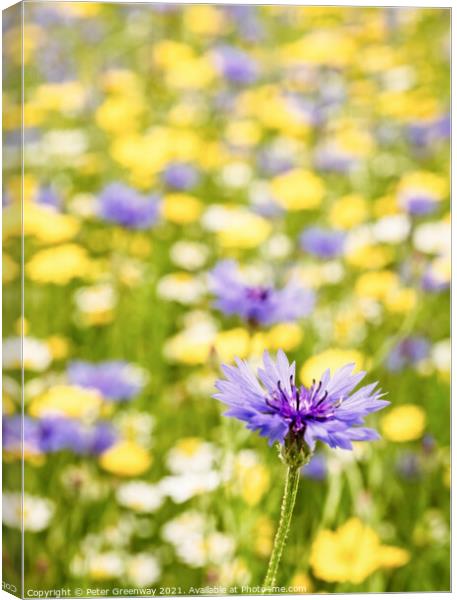 Centaurea Cyanus ( Bachelors Button ) In The Meado Canvas Print by Peter Greenway