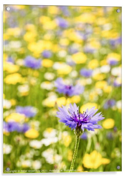 Centaurea Cyanus ( Bachelors Button ) In The Meado Acrylic by Peter Greenway